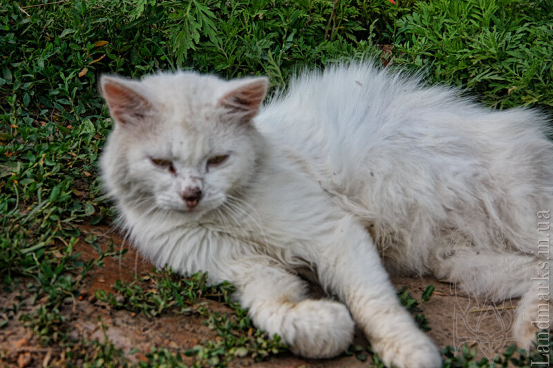 Котик з Малого Висторопу