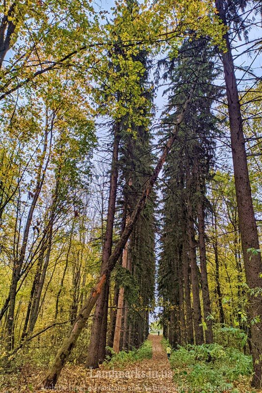 Ялинкова алея - мальовнича памятка природи Рихли Чернігівська область
